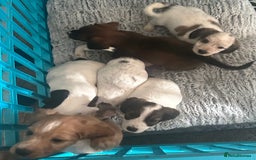 Mixed Breed dogs for sale: Patterdale X cocker spaniel  - Image 21