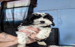 Cavapoo dogs for sale: Beautiful black and white cavapoo’s puppies - Advert 3