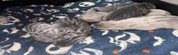 Cane Corso dogs for sale: SILVER BRINDLE pure bread Cane Corso pups  - Advert 3