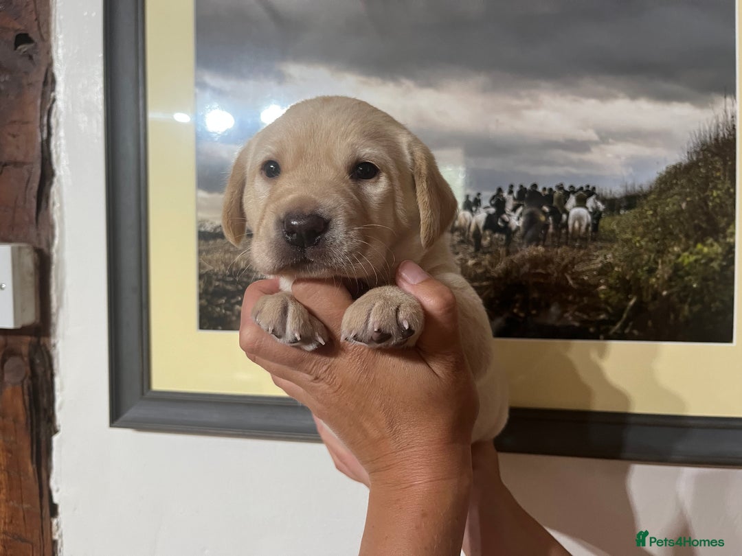 Labrador Retriever dogs for sale: QUALITY HEALTH TESTED KC LABRADOR PUPPIES  - Image 10