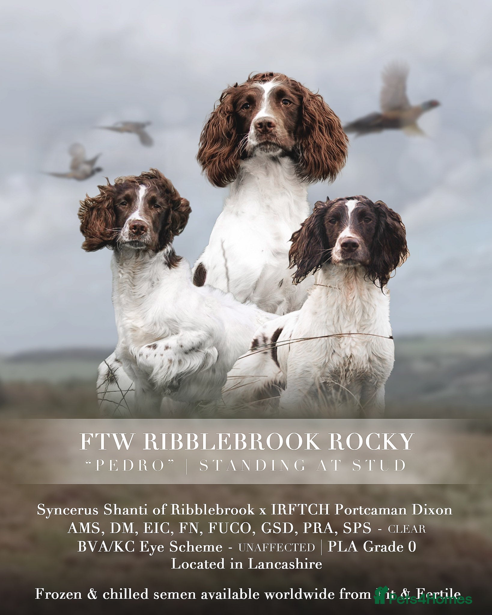 English Springer Spaniel dogs Field Trial Winner Ribblebrook Rocky @ Stud - Advert 2