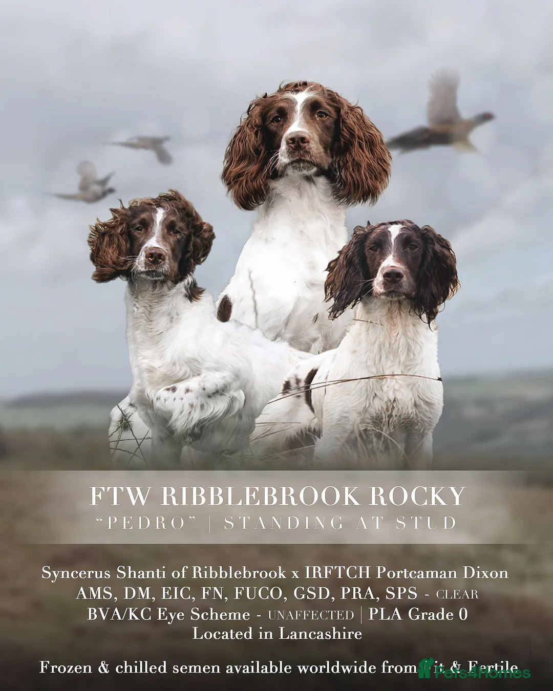 English Springer Spaniel dogs for stud: Field Trial Winner Ribblebrook Rocky @ Stud - Advert 1