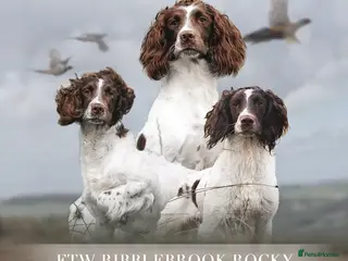 English Springer Spaniel dogs Field Trial Winner Ribblebrook Rocky @ Stud - Advert 2