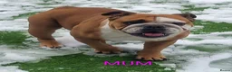 English Bulldog dogs for sale: Elite KC Red Bulldogs  - Advert 7