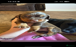 Cocker Spaniel dogs for sale: Kc registered Cocker Spaniel  - Image 8