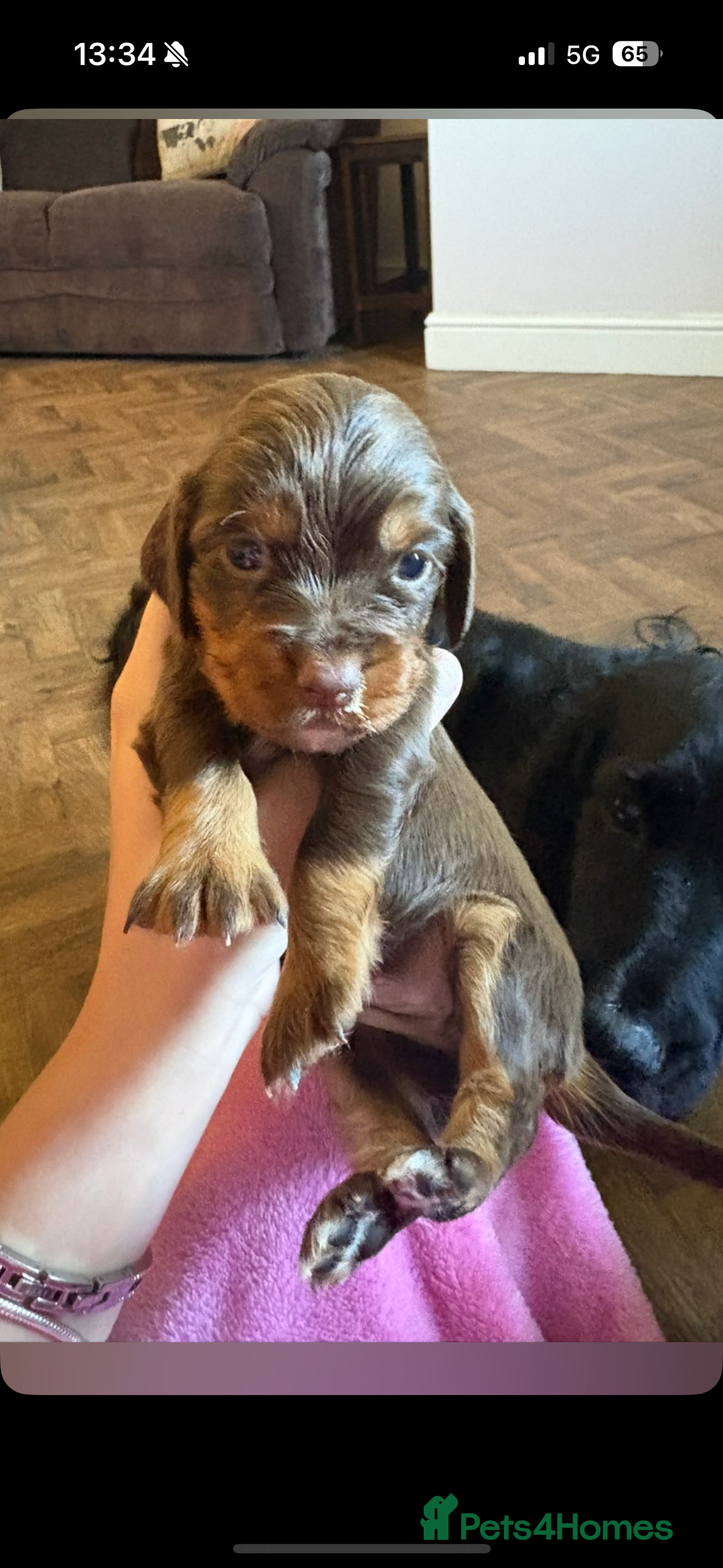 Cocker Spaniel dogs for sale: Kc registered Cocker Spaniel  - Image 8