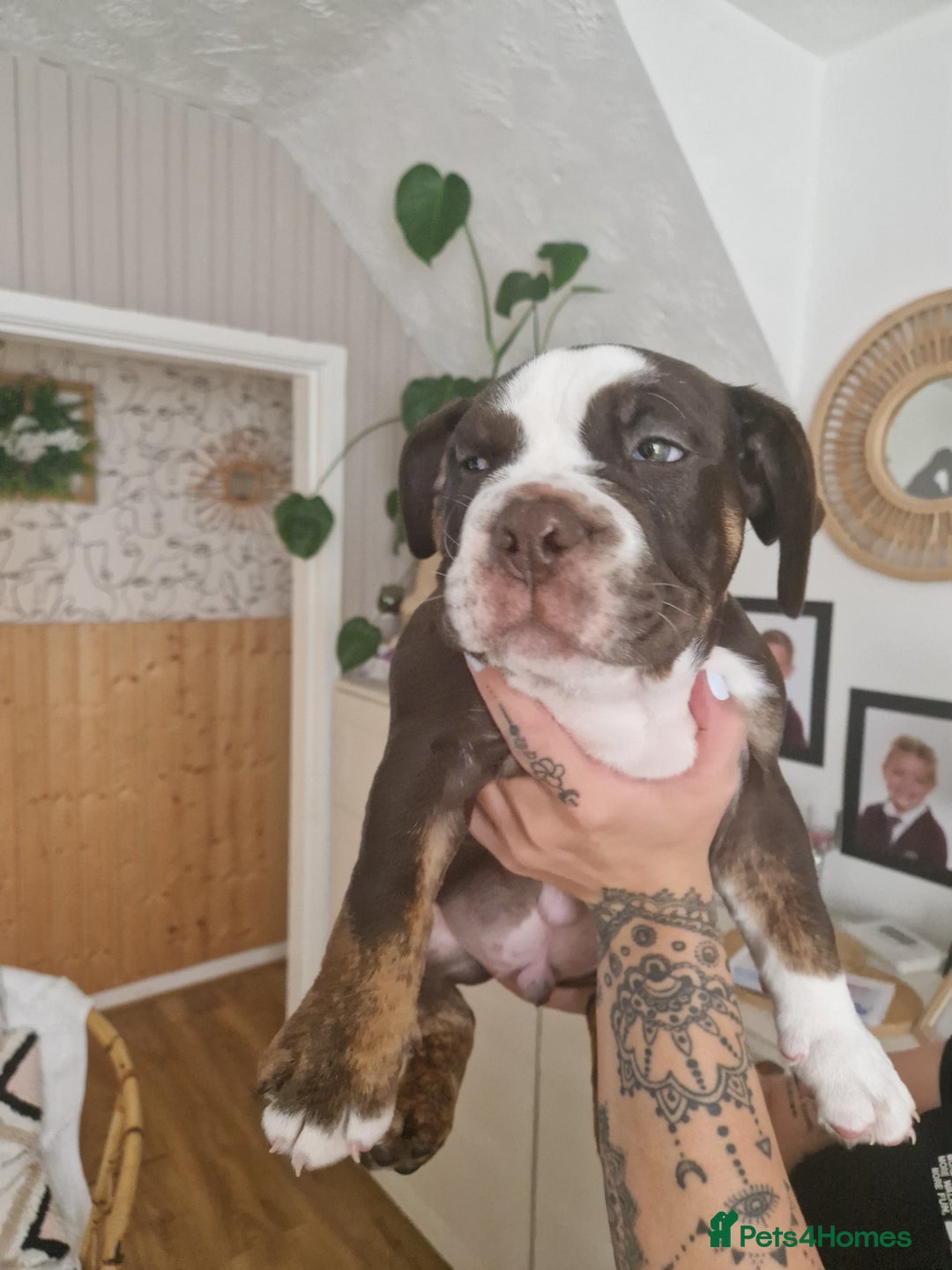Mixed Breed dogs for sale: 3 Old English bulldog boys £1500  - Image 13