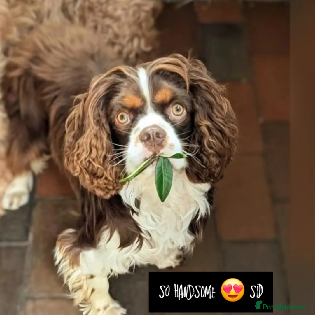 Cockalier dogs for sale: Stunning girls. DNA health tested parents  - Image 7