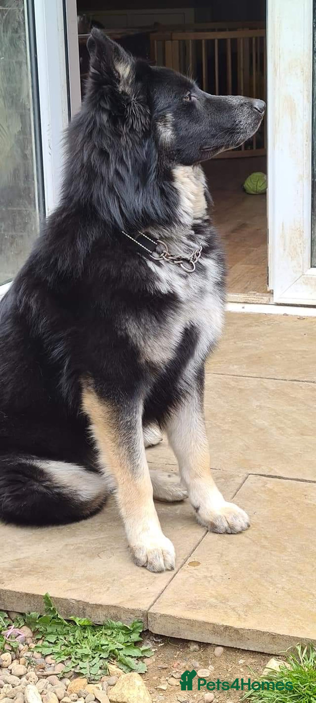 Shepsky dogs for sale: Shepsky puppies looking for forever home - Advert 2