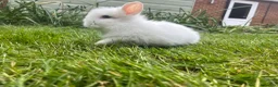 Lionhead rabbits for sale: Beautiful mini double maned lionheads  - Advert 8