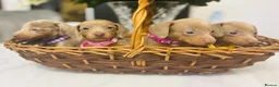 Miniature Dachshund dogs for sale: True miniature Daschound  - Advert 5