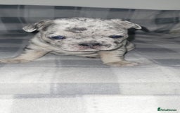 French Bulldog dogs for sale: Beautiful French bulldog girls - Image 7