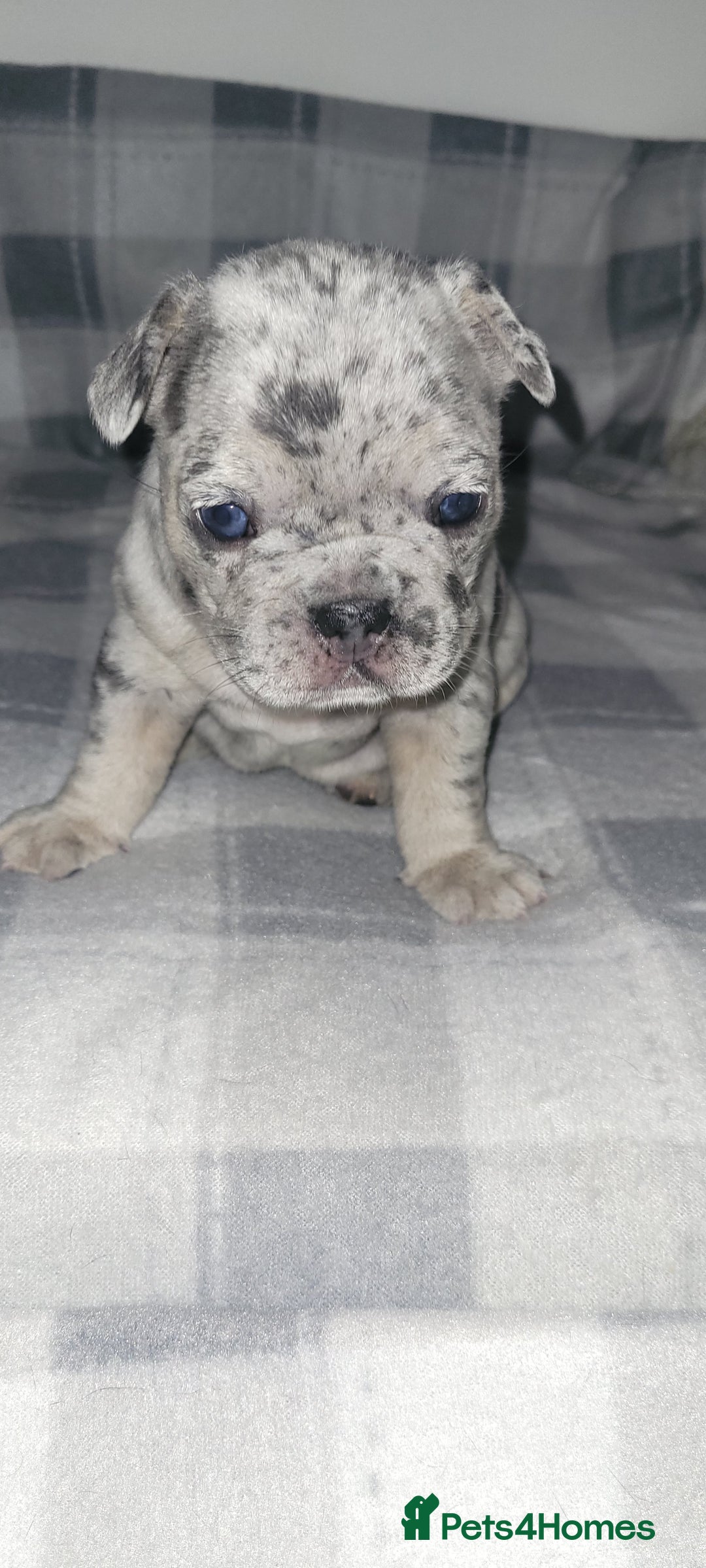 French Bulldog dogs for sale: Beautiful French bulldog girls - Image 7