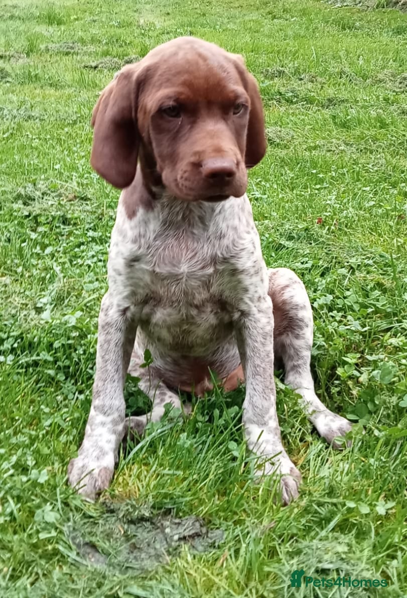 Mixed Breed dogs Pointer x Brittany  - Advert 2