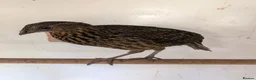 Mixed Breed birds for sale: Temminck's Tragopans Males and Females pheasant - Advert 3