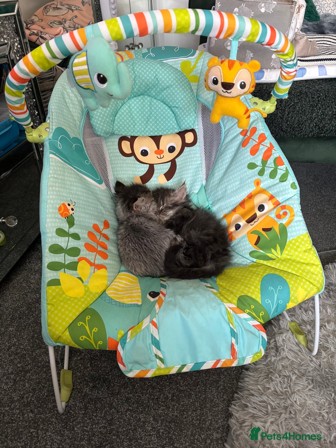 Persian cats for sale: Silver black tabby Persian mix kittens  - Image 6