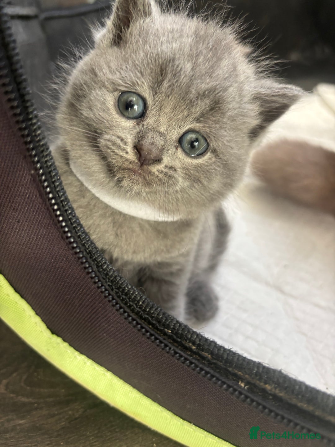 British Shorthair cats for sale: British Shorthair kittens  - Advert 27