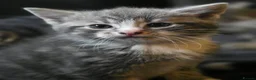 Mixed Breed cats for sale: 3 kittens mixed breed - Advert 12