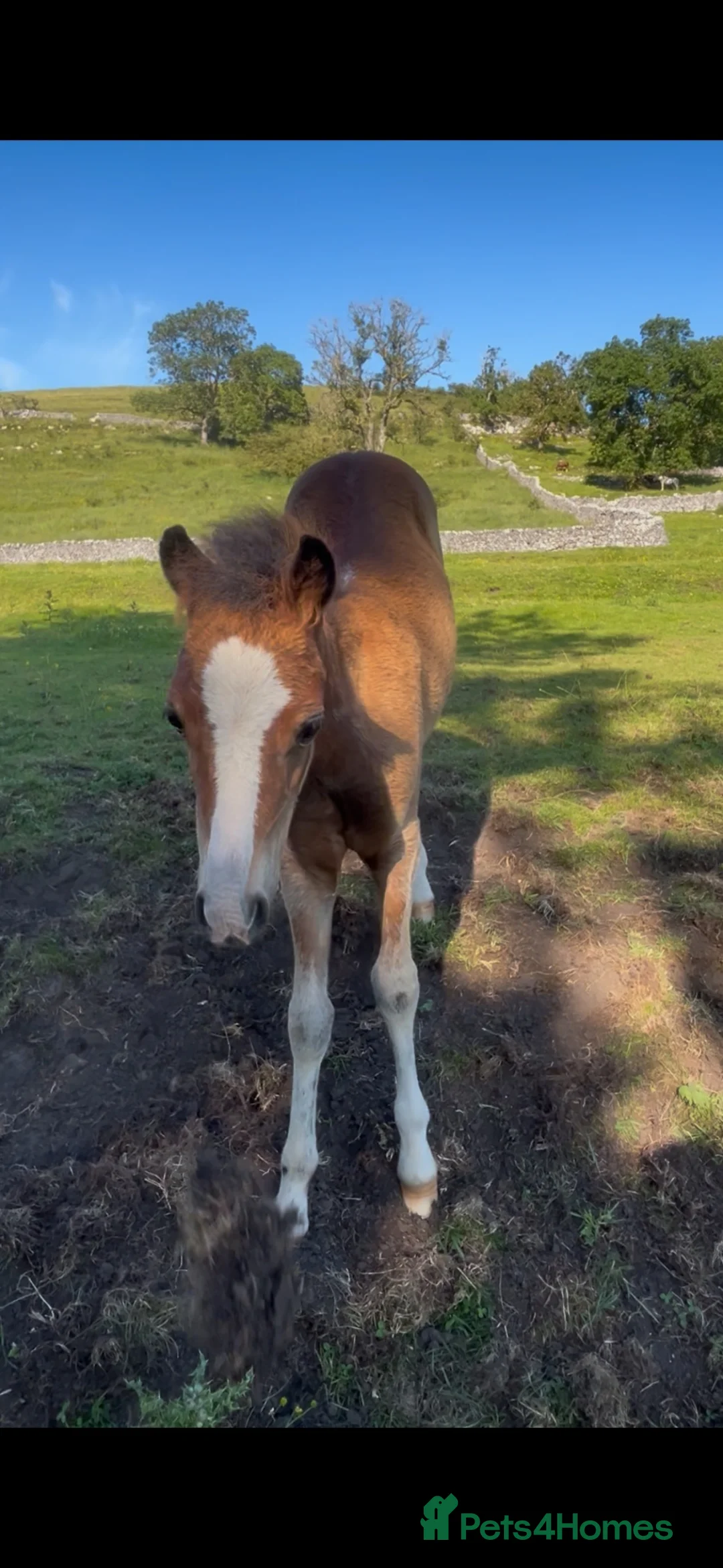 Welsh Section A horses for sale: 2 Stunning Welsh a fillies  - Advert 2