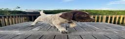 German Wirehaired Pointer dogs for sale: German Wirehaired Pointer Pups -From working Lines in Doune - Advert 14