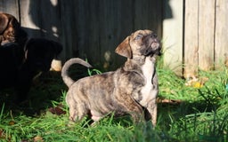 Presa Canario dogs for sale: Presa canario puppies (recognised breeder) - Image 26
