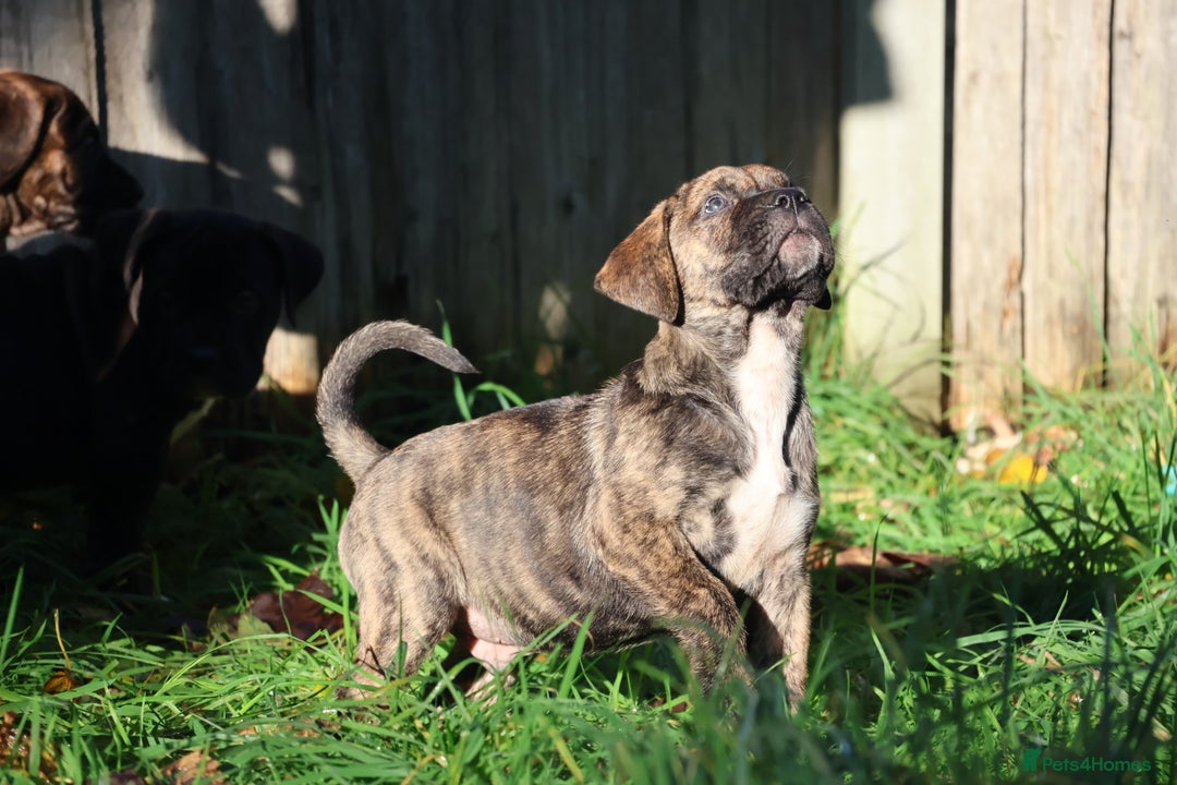 Presa Canario dogs for sale: Presa canario puppies (recognised breeder) - Image 26