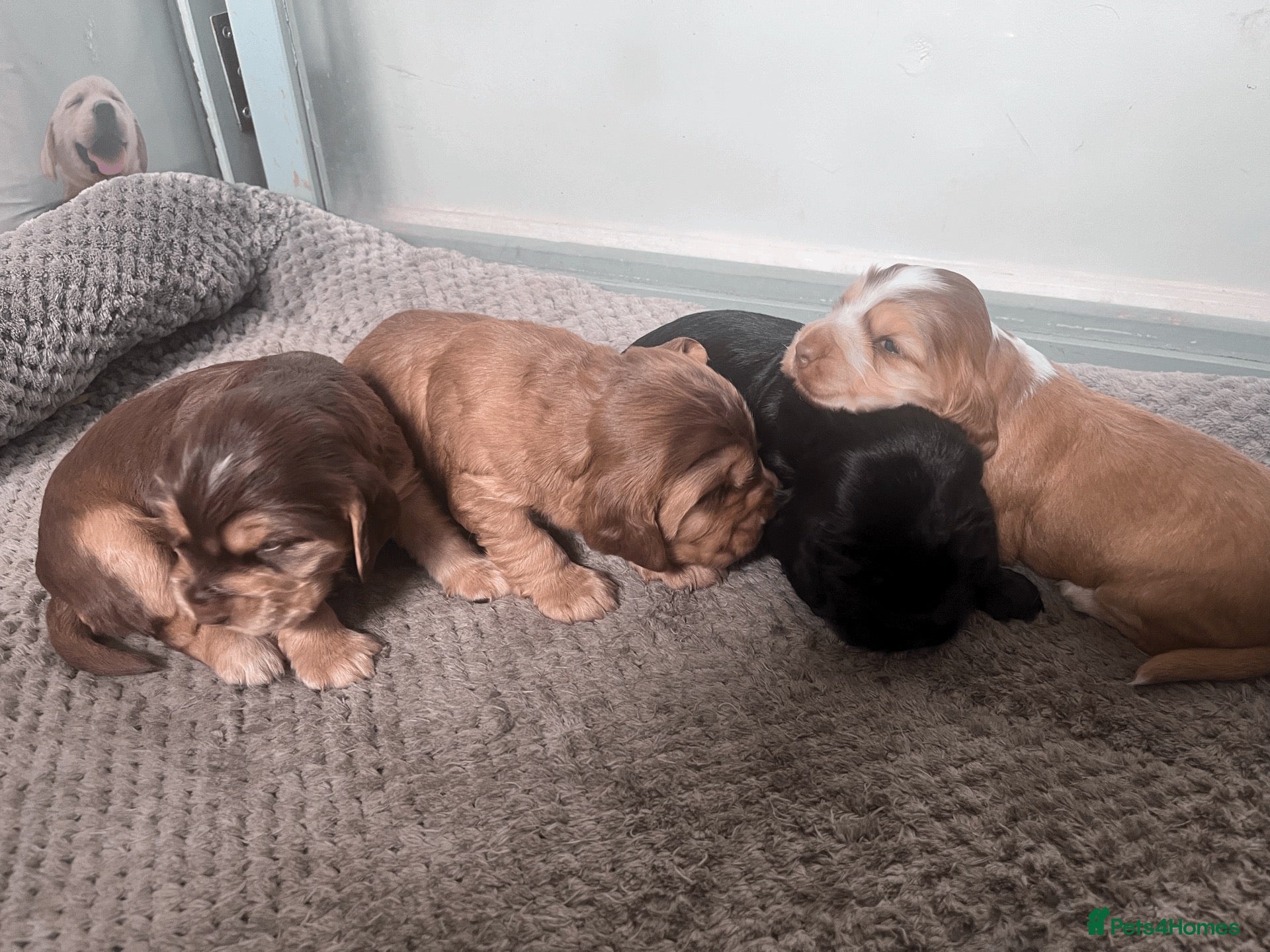 Cocker Spaniel dogs Gorgeous KC Reg Show Cocker Spaniels - Advert 1