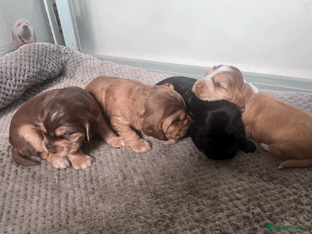 Cocker Spaniel dogs for sale: Gorgeous KC Reg Show Cocker Spaniels in Lancaster - Advert 1