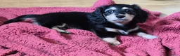 Miniature Dachshund dogs for sale: Longhaired Miniature daschund puppies 🐶  - Advert 10