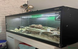 Corn Snake reptiles for sale: Corn snake and full setup  - Image 1