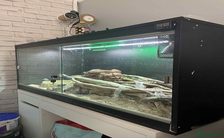 Corn Snake reptiles - Advert 1