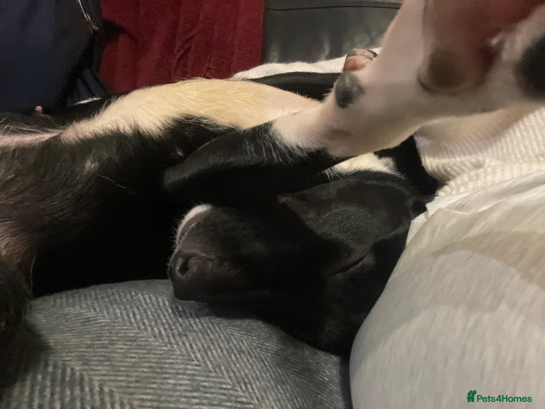Mixed Breed dogs for sale: Luna  - Advert 1