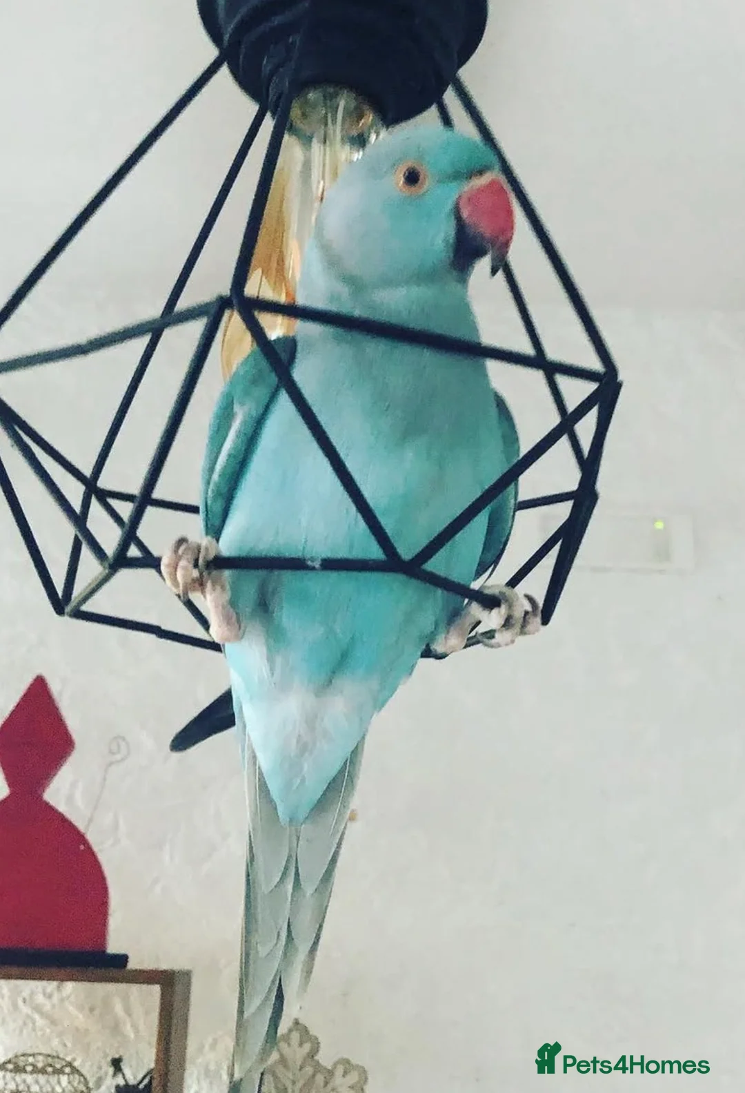 Parrots birds for sale: Baby blue ring neck tamed talking parrot  in Redditch - Advert 5