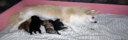 Pomsky dogs for sale: Beautiful Pomsky Puppies 3 Girls & 1 Boy Available - Advert 7