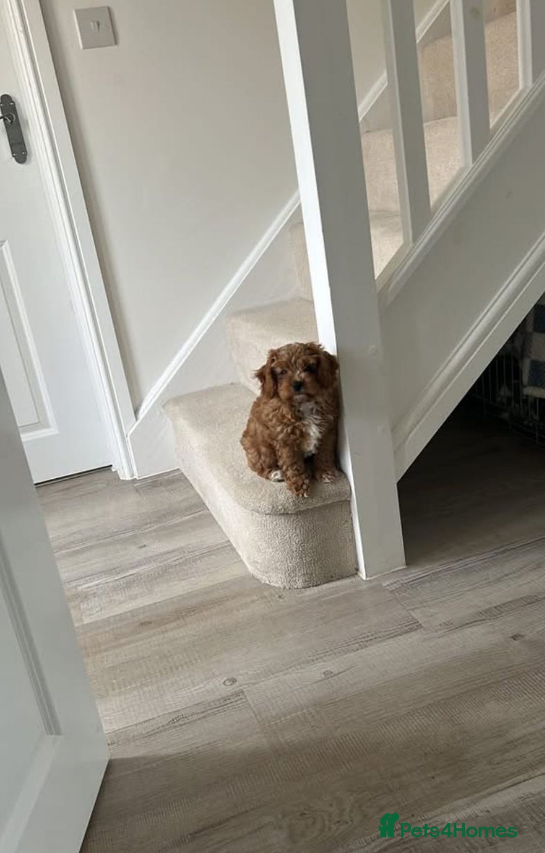 Cavapoo dogs for sale: F1 Health tested Cavapoos  - Image 12