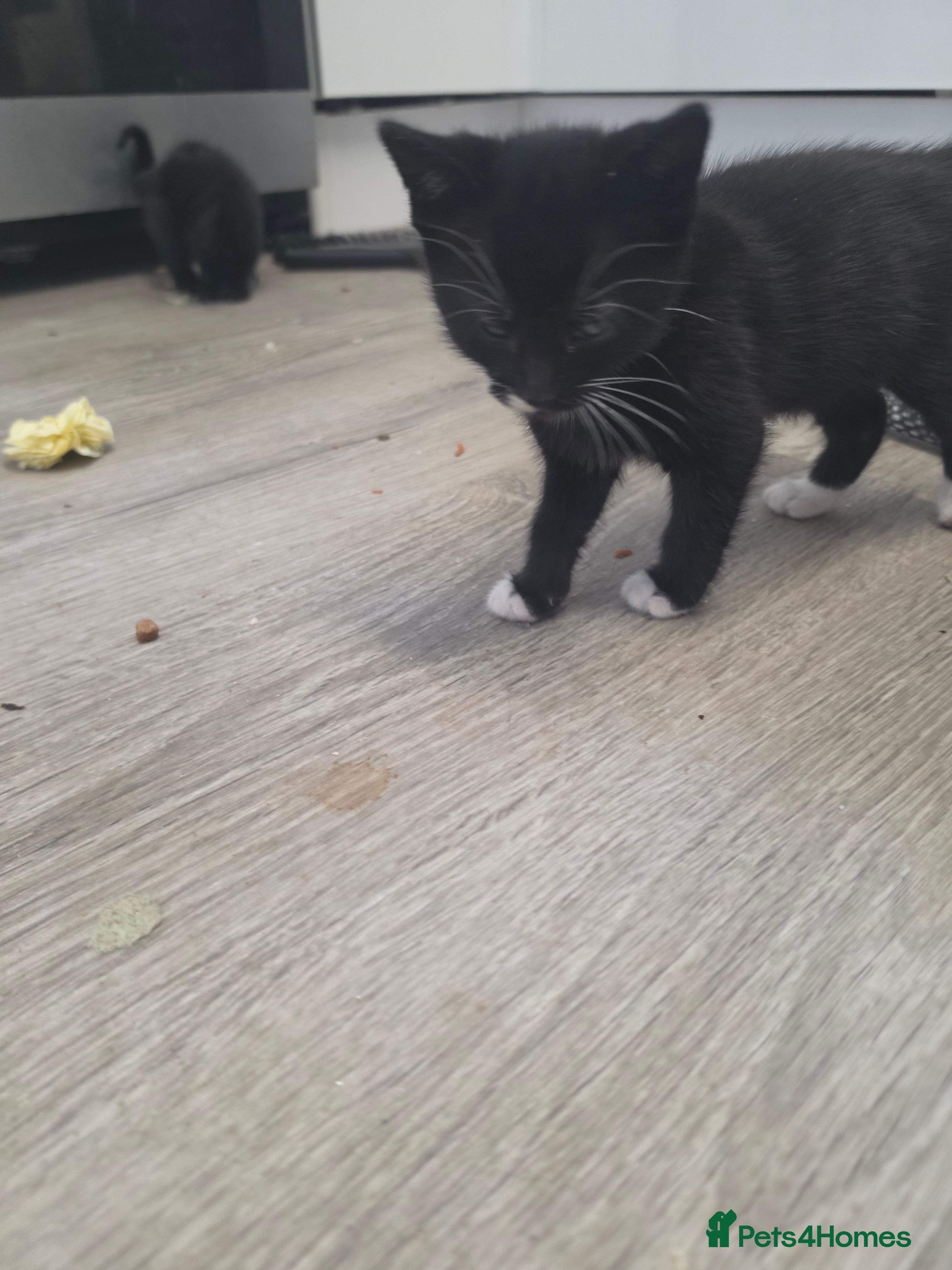 Mixed Breed cats Kittens ready now for forever homes  - Advert 12