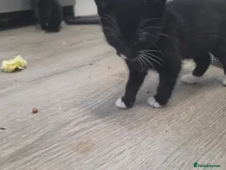 Mixed Breed cats Kittens ready now for forever homes - Advert 12