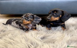 Dachshund dogs for sale: Miniature smooth haired Dachshund puppies  - Image 1