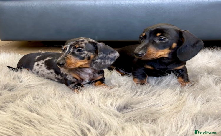 Dachshund dogs - Advert 1