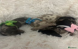 Miniature Dachshund dogs for sale: miniature dachshund puppies - Image 23