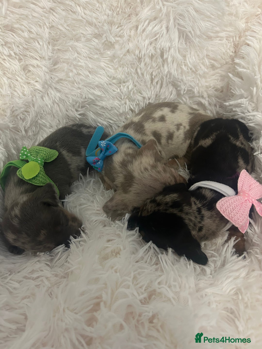 Miniature Dachshund dogs for sale: miniature dachshund puppies - Image 23