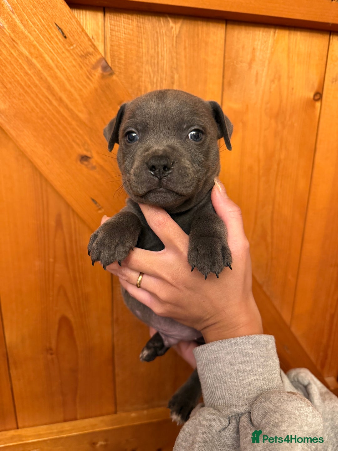 Staffordshire Bull Terrier dogs for sale: KC Registered/Health Tested Blue SBT Puppies - Advert 11