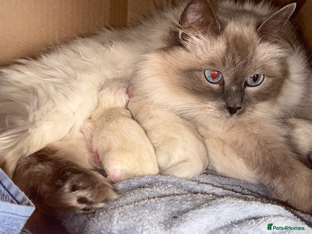 Ragdoll cats for sale: GORGEUS RAGDOLL KITTENS FOR SALE - Image 2