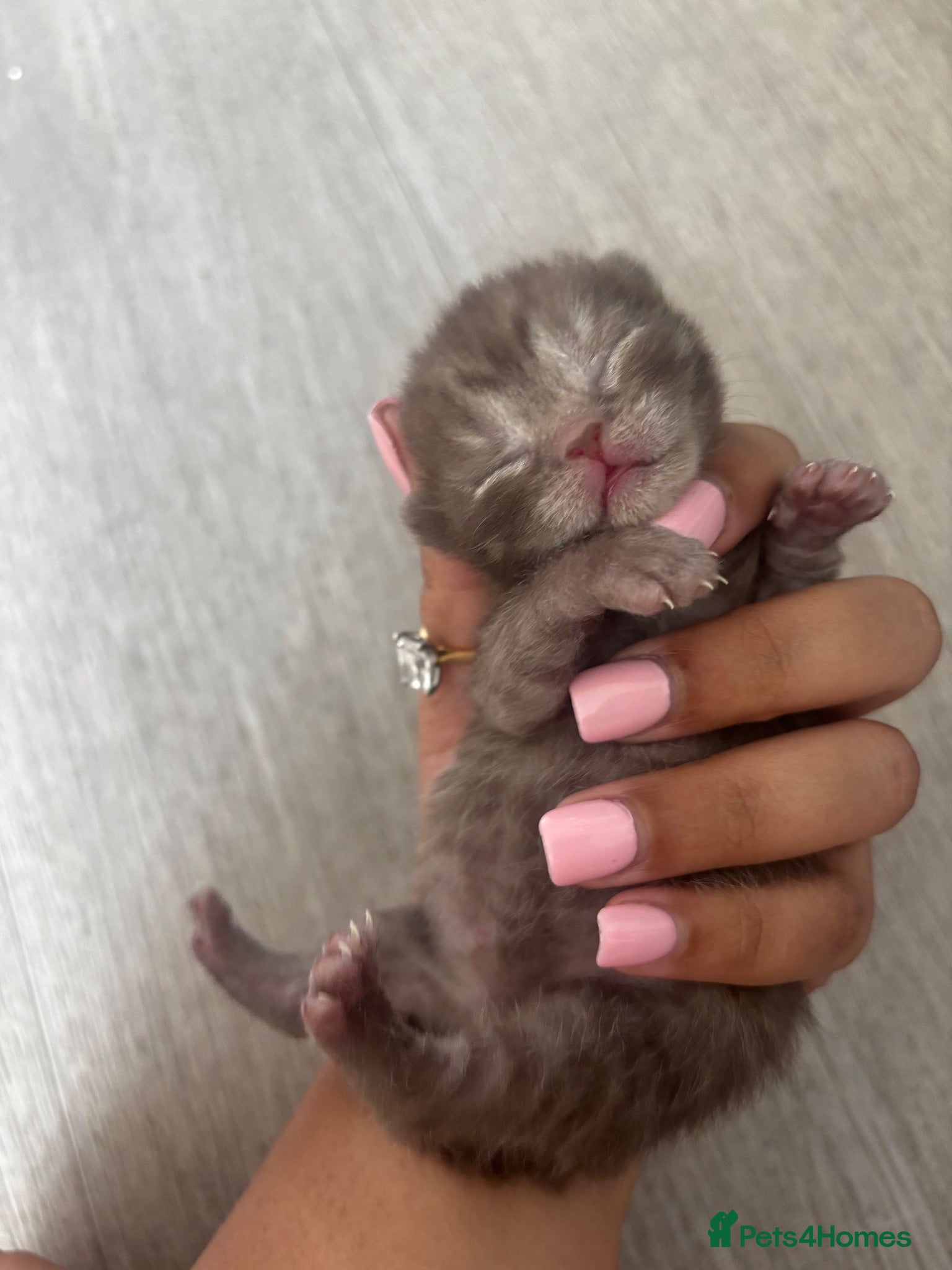 British Shorthair cats 🏆pure BSH Kittens with rare bloodline🏆 - Advert 6