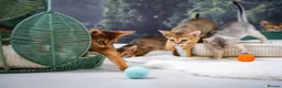 Abyssinian cats for sale: Majestic Abyssinian Boy-READY NOW-Champion Line - Advert 26