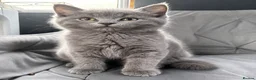 British Shorthair cats for sale: Last male looking for a loving home - Advert 2