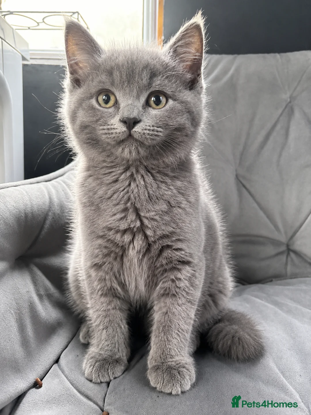British Shorthair cats for sale: Last male looking for a loving home - Advert 2