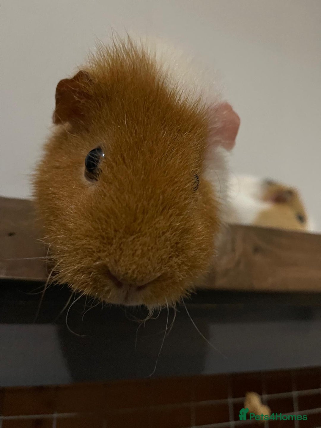 Guinea Pig rodents for sale: Two beautiful guinea pigs with cage FREE!!!!! - Advert 6