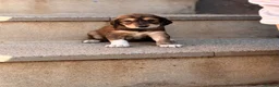Saluki dogs for sale: Male  Saluki puppy 10 weeks old  - Advert 24