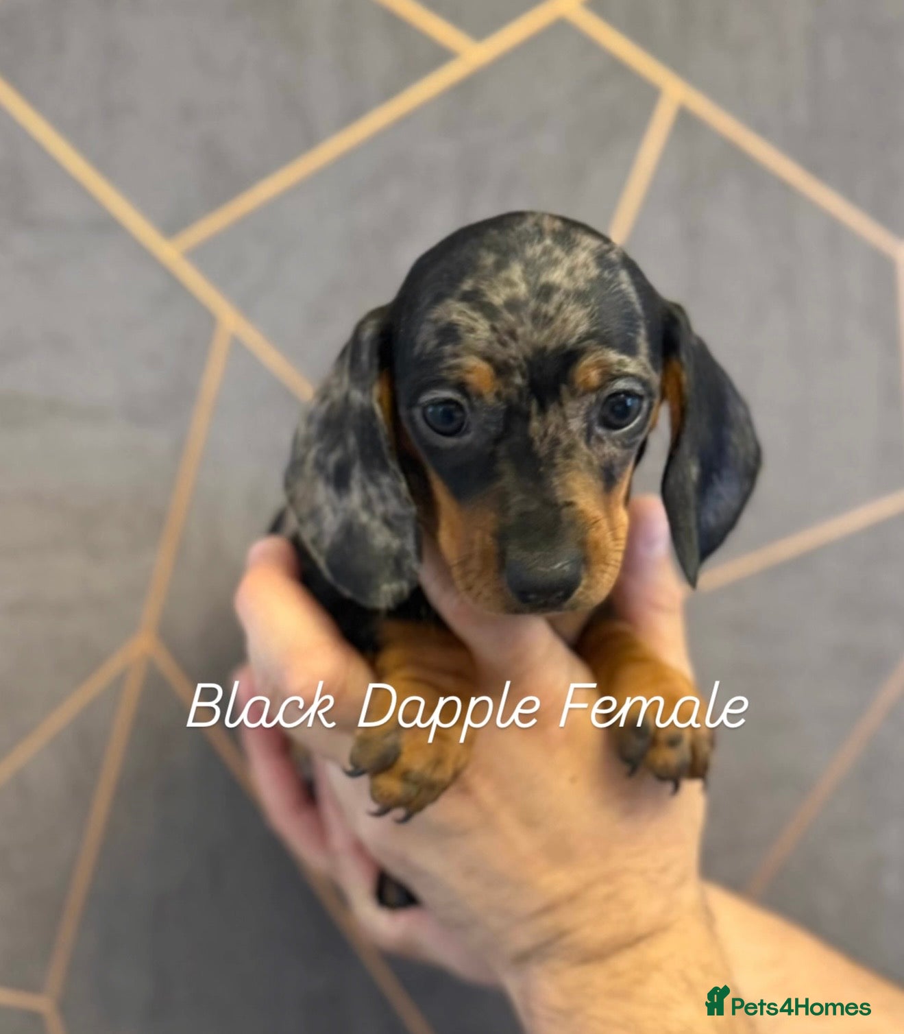 Miniature Dachshund dogs Ministure dachshund  - Advert 12